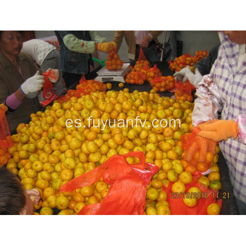 Mandarina del bebé de la caja plástica 9kg